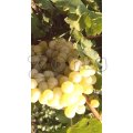 Продавам грозде | 470172 - 715705