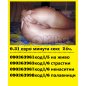 секс телефон 090363005 Е ЛИВА Загоряла вдигам го веднага | 263744 - 716122